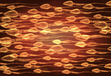 Sản sinh thành công tinh trùng nhân tạo trong phòng thí nghiệm