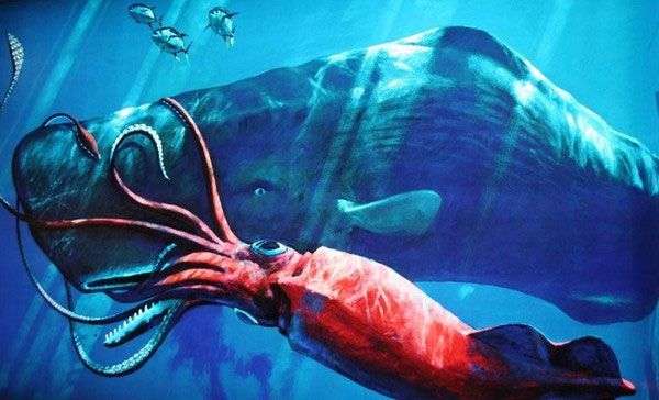 Mối thù truyền kiếp của đại dương: Mực khổng lồ và cá nhà táng