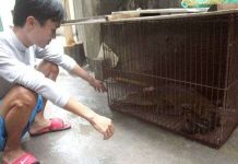 Bắt được cá sấu trong mương nước Hà Nội