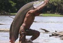 Cận cảnh loài "quái vật nước ngọt lớn nhất hành tinh" ở Amazon