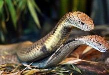 Rắn hổ mang được tạo điều kiện để giao phối Rắn hổ mang được tạo điều kiện để giao phối