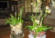 Cách trồng hoa thủy tiên đón Tết cho năm mới an lành