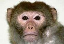 Đã nhân bản được phôi thai khỉ Đã nhân bản được phôi thai khỉ