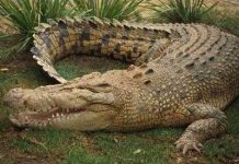 Cá sấu stress và… tuyệt thực