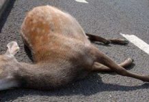 Dân Mỹ được ăn thịt nếu động vật bị xe cán chết