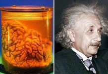 Khoa học chứng minh câu nói "to đầu mà dại" là không chính xác