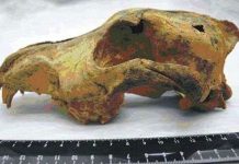 Chó hoang được thuần dưỡng cách đây 33.000 năm