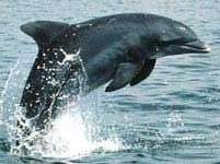 Cá heo cũng có tên riêng