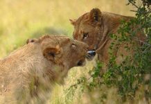 Sư tử đực rút mũi tên gây mê khỏi mình sư tử cái