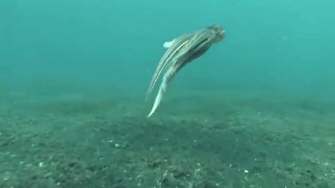 Nguyên mẫu đời thật “cực xịn” của bạch tuộc Hank trong bom tấn Finding Dory