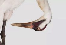 Top 8 loài vật đang bên bờ vực tuyệt chủng