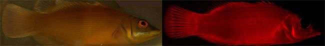 Loài cá phát huỳnh quang đỏ