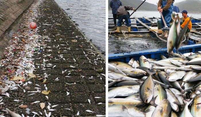 Các hiện tượng cá chết hàng loạt khắp thế giới