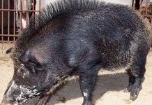 Đã bắt được mãnh thú ở Quảng Ngãi