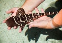 Cá mập sinh con mà không cần con đực