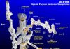 Robot giúp các phi hành gia