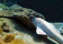 Cá mập thảm nuốt cá mập tre vằn