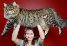 Những loài mèo “đẹp lạ” trên thế giới Những loài mèo "đẹp lạ" trên thế giới
