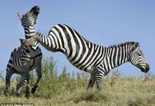 Ngựa vằn quyết chiến trên đồng cỏ