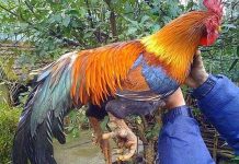 Các loài vật hiếm trên bàn ăn của vua chúa thời xưa