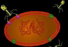 Virus "ngoài hành tinh" dưới đáy biển