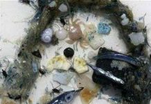 Thái Bình Dương với "biển rác nhựa"