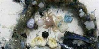 Thái Bình Dương với "biển rác nhựa"