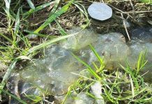 Sinh vật lạ xuất hiện sau mưa thiên thạch?