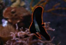 Có một loài chim lửa tuyệt đẹp bơi lội được tung tăng trong nước