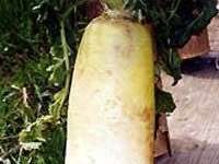 Củ cải hình bàn chân