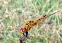 Chuồn chuồn - Nhà vô địch bay xa trong giới côn trùng