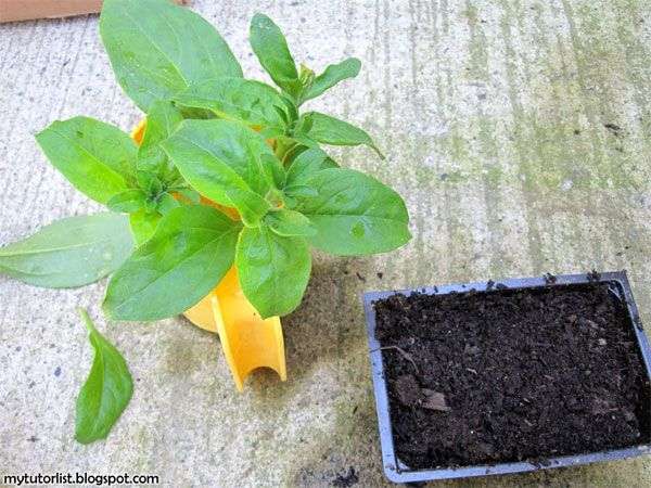 Kỹ thuật trồng hoa dạ yến thảo bằng cành