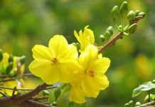 Kỹ thuật trồng và chăm sóc hoa mai cho ngày tết