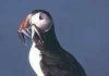 Chim rụng mỏ Fratercula arctica