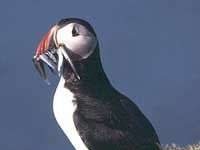 Chim rụng mỏ Fratercula arctica Chim rụng mỏ Fratercula arctica