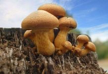 Khả năng thần kỳ của nấm