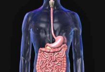 Bộ não thứ hai nằm trong dạ dày