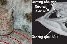 Rắn sa mạc nghe bước chân chuột nhờ quai hàm
