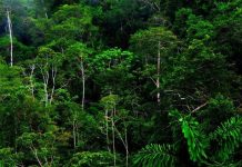 Đây là lá chắn cuối cùng để giảm thiểu ảnh hưởng của biến đổi khí hậu?