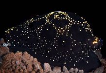 Ốc biển "ngụy trang" lớp vỏ thành hình ảnh như thiên hà Milky Way