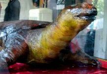 Nên cho cụ Rùa Hồ Gươm “sống thử” Nên cho cụ Rùa Hồ Gươm "sống thử"