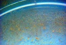 Diệt lăng quăng bằng... vi khuẩn