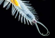 Phát hiện thêm hai loài sâu biển phát sáng