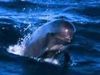 Tây Ban Nha bảo vệ cá voi Tây Ban Nha bảo vệ cá voi