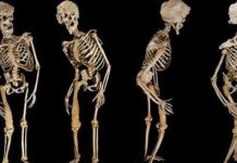 Nỗ lực giải mã bí mật người voi