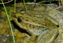 Một số loài ếch nhái thoát khỏi nạn tuyệt chủng do nấm Chytridiomycosis