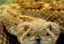 Cám cảnh rắn độc Viper bị kẻ thù nhẹ ký "làm thịt" ngon lành