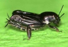 Vì sao dế nhũi chạy nhảy được trên mặt nước?