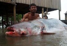 Đập thủy điện sẽ làm cá tra sông Mekong tuyệt chủng Đập thủy điện sẽ làm cá tra sông Mekong tuyệt chủng