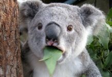 Loài vật này cũng có dấu vân tay giống hệt của chúng ta